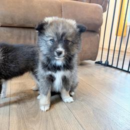 Honey - Wolf sable female Pomsky puppy in Tonasket, Washington from Washington Pomskies