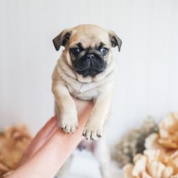 Fawn female 1 - Fawn female Pug puppy in Placerville, California from Gold Leaf Farm Pugs