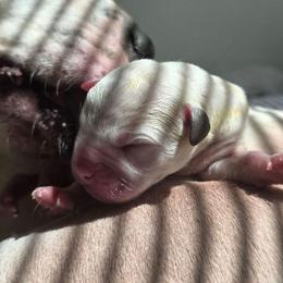 Bluey - White and brindle female American Bulldog puppy in Homer, Georgia from Valor American Bulldogs
