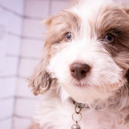 Boy 1 - Red merle Aussiedoodle puppy in Tucson, Arizona from Ever After Doodles Arizona