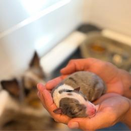 Kenai - White blue merle and tan male Shetland Sheepdog puppy in Warren, Texas from Willow&Wren Shetland Sheepdogs