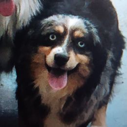 Ryker - Miniature Australian Shepherd