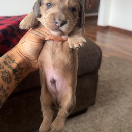 Boy 3 - Fawn (Isabella) male Dachshund puppy in Rio, Wisconsin from Three K Miniature Dachshunds