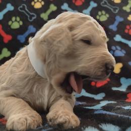 Poodle Puppies from All Poodle No Doodle