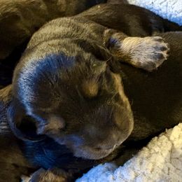 Boy 1 - Black and tan male Dachshund puppy in Covington, Louisiana from 6K Kennels