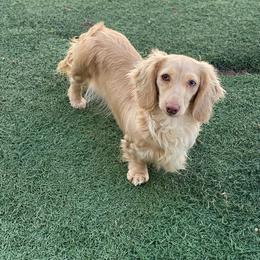 Dolly - Dachshund
