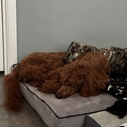 Poodle and Whippet All Grown Up from Charleston Reds Standard Poodles and Whippets