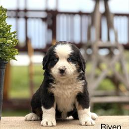 Male 6 - Tri-color male Bernese Mountain Dog puppy in New Haven, Indiana from Maumee Berners