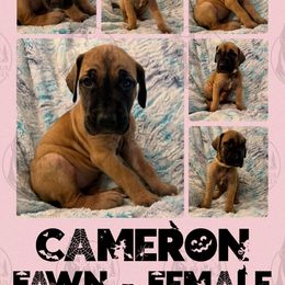 Cameron - Fawn female Great Dane puppy in Longview, Texas from Noctua Kennels