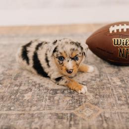 Cowboy - Blue merle male Miniature Australian Shepherd puppy in Enoch, Utah from Twisted H Aussies