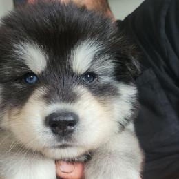 Light Blue - Black and white male Siberian Husky puppy in Swansea, Illinois from Husky B's
