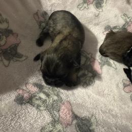Baby girl - Black and tan female Shih Tzu puppy in Walnut Ridge, Arkansas from Maltese Madness by Shannon Smith