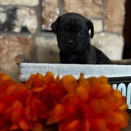 Teal collar - Black brindle female Cane Corso puppy in Tucson, Arizona from Cane Corso Friends