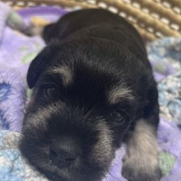 Miniature Schnauzer Puppies from Miniature Schnauzer Paradise llc