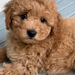 Penelope - Apricot female Maltipoo puppy in Charles City, Virginia from Historic triangle doodles Charles City, Virginia