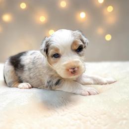 Slate - Blue merle male Australian Shepherd puppy in Statesville, North Carolina from Charming Australian Shepherds
