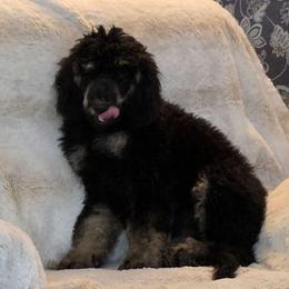 Theo - Phantom male Poodle puppy in New York from Powder Puff Poodles