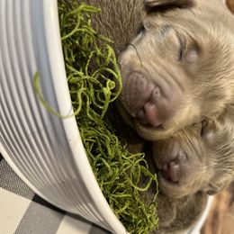 Labrador Retriever Puppies from Redfearn Labrador retrievers