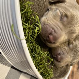 Labrador Retriever Puppies from Redfearn Labrador retrievers