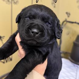 Orange - Black male Labrador Retriever puppy in Manheim, Pennsylvania from Monarch Labradors