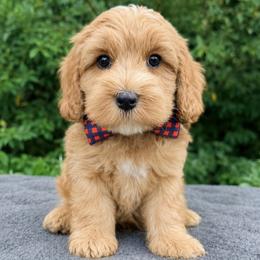 Monarch Cruz - Red male Australian Labradoodle puppy in Mason, Michigan from Monarch Labradoodles