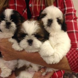 Fantasy Shih Tzu breeder of Shih Tzu