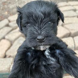 Réglisse Black boy tan collar - Black male Miniature Schnauzer puppy in Temple, Texas from Schnauzers Of Taylor