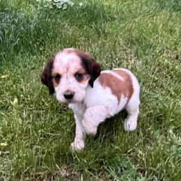 Freddy - Liver white and tan male English Springer Spaniel puppy in Coeur D'alene, Idaho from Springer Hollow