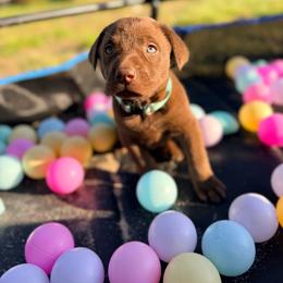 Blue - Chocolate male Labrador Retriever puppy in Millville, New Jersey from Creekside Canines