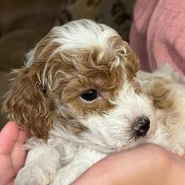 Sandy - Parti female Poodle puppy in Somerset, Ohio from Odyssey Pups