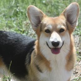 Skyy - Pembroke Welsh Corgi