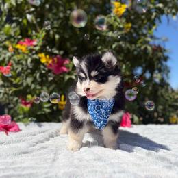 Solar - Black and white male Pomsky puppy in Homeland, California from Lara's Ranch Pomskies