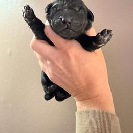 Black Female 1 - Black female Labrador Retriever puppy in Randolph, Ohio from The Lab Clan