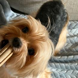 Chici - Blue and gold male Yorkshire Terrier puppy in Parma Heights, Ohio from Yorkies of Ohio