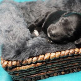 Goldendoodle Puppies from Warren Doodles