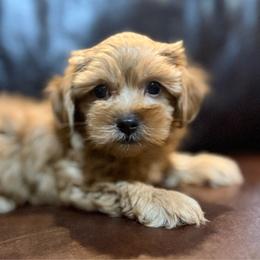 Benny - Apricot male Maltipoo puppy in Lancaster, South Carolina from 3 Bs Havanese-PUPPIES with  PURPOSE