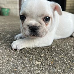 Cream male - French Bulldog puppy from Cedar Boxers and French bulldogs