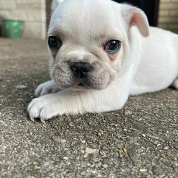 Cream male - French Bulldog puppy from Cedar Boxers and French bulldogs