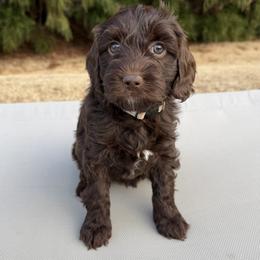White Girl - Chocolate female Australian Labradoodle puppy in West Union, South Carolina from Golden Corner Labradoodles, LLC
