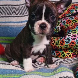 French Bulldog and German Shorthaired Pointer Puppies from Old Orchard Farm