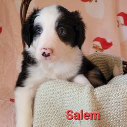 Salem - Black and white female Border Collie puppy in Watsontown, Pennsylvania from Kate Gresham