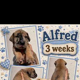 Alfred - Merle male Great Dane puppy in Naples, Florida from Above The Salt Danes