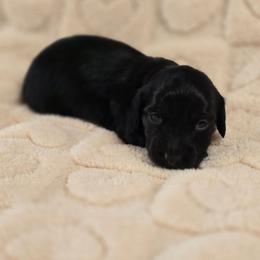 Mystic - Black male Dachshund puppy in Nine Mile Falls, Washington from River Run Doxies