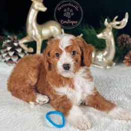 Blue boy - Red male Bernedoodle puppy in Waukesha, Wisconsin from Bernedoodle Boutique (and Cavapoos)