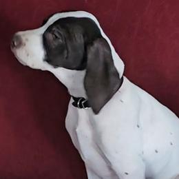 C - White and liver male German Shorthaired Pointer puppy in Glendive, Montana from Lazy Hearts Kennel