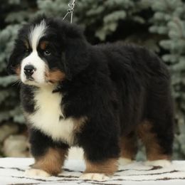 Bernese Mountain Dogs from Rockin Porch Bernese Mountain Dogs