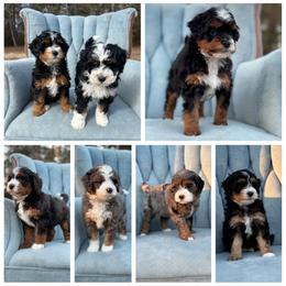 Bernedoodle puppies from Boxwood Doodles