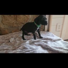 Green girl - Black female German Shorthaired Pointer puppy in Dahlonega, Georgia from Pointer Mountain Bird Dogs