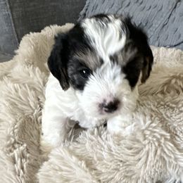 Lucy - Tri-color female Yorkipoo puppy in Collier County, Florida from Star Catcher Pups