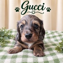 Gucci - Dapple male Dachshund puppy in Hockley, Texas from Shans Down Home Doxies